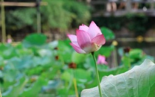 脚踏实地，微笑面对生活（脚踏实地，微笑面对生活）