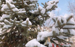 第一场雪的魔力（一个小镇与冬天的故事）
