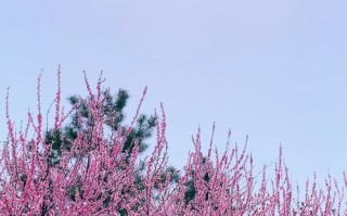 一场春天的盛宴（一场春天的盛宴）