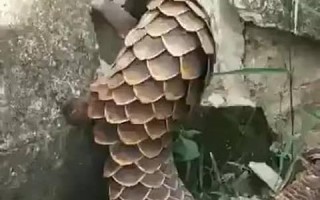 爱护野生动物的故事（一只被遗弃的小熊猫的成长历程）