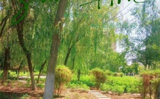心中的风景（一个男孩的成长之路）