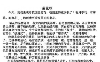 菊花的思念（友谊与爱情的交织）