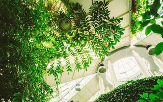 花落温室——一个花儿们的故事