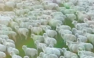 纯洁之美（永恒不变）
