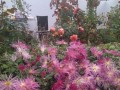 院子里的菊花——小院里的故事