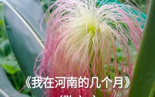 一个寻找彩虹的小女孩的故事（一个寻找彩虹的小女孩的故事）