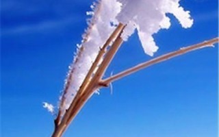 洁白美好的冬天（一份珍贵的礼物）
