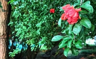 爱在指尖流淌（一个旧式摄影店的故事）