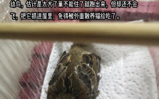 麻雀的生命——一只小小鸟的坚韧与温暖
