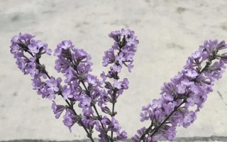 一次和朋友们的美好旅行（欢笑、美食和美景的完美组合）