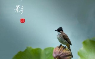 生命的点缀——美丽的源泉（以人物为主，讲述点缀生命的故事）