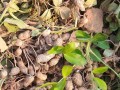 花生季节（探索人类的记忆世界，领略花生季节的神秘魅力）