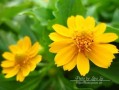 娇贵的花朵（花香四溢的温室）