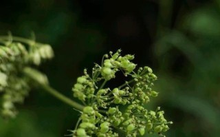 清甜的甜蜜记忆（悠悠岁月荡漾心头）