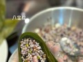 快乐端午节——一场有关家庭和传统文化的旅程（一家四口的传统文化之旅）