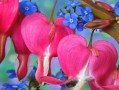 花开花落，人生如戏（一个人物与花儿的故事）