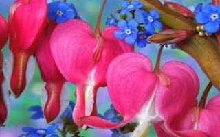 花开花落，人生如戏（一个人物与花儿的故事）