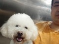 小狗的奇遇记（一只小狗的成长故事）