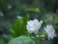 小雨在这个城镇里一直寻找着生命的意义。在她的心中，茉莉花就像一盏明灯，为她照亮了前行的路途。