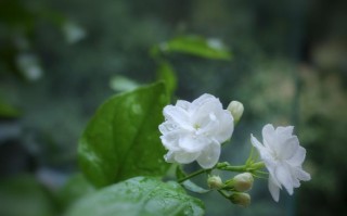 小雨在这个城镇里一直寻找着生命的意义。在她的心中，茉莉花就像一盏明灯，为她照亮了前行的路途。
