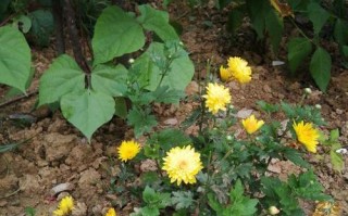 院子里的菊花（花开花落，生命之美）