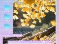 秋日思念（落叶送来的温暖）