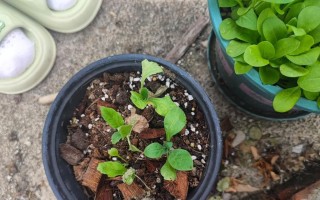 希望的种子（从失落到获得）