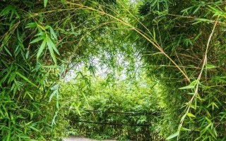 失去的岁月（记忆里的花朵）