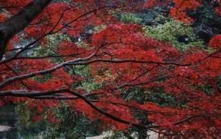 寂寞天使的冬天（以冬风悄悄地来临为背景，描写一个孤独的人对自己孤独生活的反思）