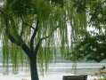 柳树的告白（城市男孩与农村姑娘的爱情故事）