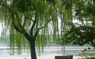 柳树的告白（城市男孩与农村姑娘的爱情故事）