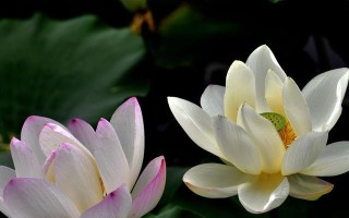 花开如梦——一个关于圣洁花卉的故事