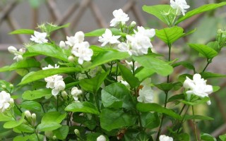 茉莉花恋（以美丽的茉莉花为主题写一篇小故事）