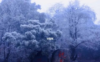 这个冬天真美（一场意外的相遇）