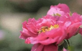 花开的时光