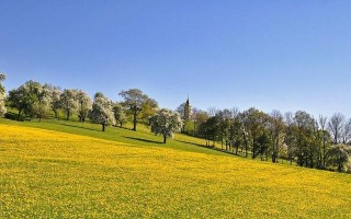 Spring'sNaturalBeauty:AStoryofRenewalandGrowth