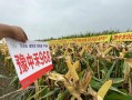 无名的种子（一个孩子的奇妙旅程）