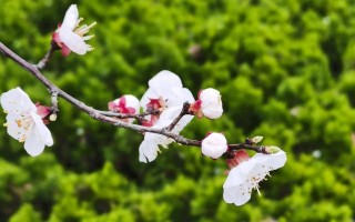 馥郁芬芳（一瓶香水的故事）