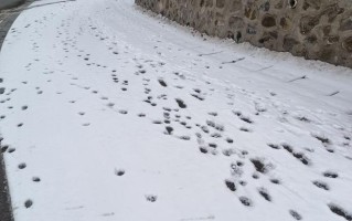 冬日踏雪寻春（以寒冷而干燥的冬天为主题写一篇小故事）