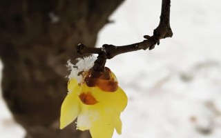 阳光里的芬芳（阳光里的芬芳）