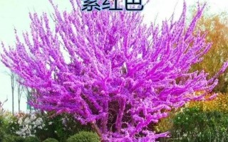 主题：鲜艳花朵的故事