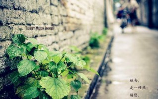 留恋（对爱的留恋）