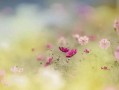 淡淡的浅笑（隐藏在心底的温柔）