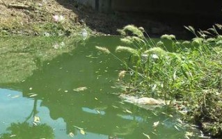 清水之恋(河水污染下的爱情故事) 清水之恋(河水污染下的爱情故事)