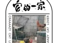 青春岁月下的美好回忆（勇敢追梦，收获成功）