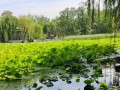 小小英雄的勇敢之举（在端午节上救下了落水的小狗）