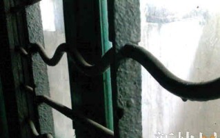 一位记忆宝藏的传人（珍贵记忆的守护者）