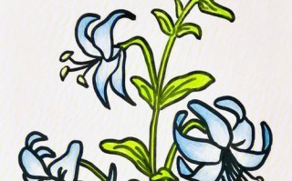 一束光芒（一位普通人的点滴贡献）