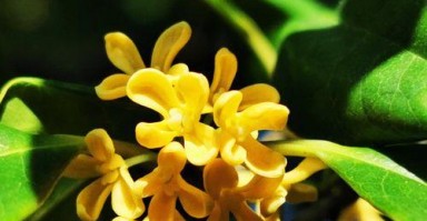 桂花香(一场香气的故事) 桂花香(一场香气的故事)