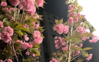 尘埃里的灵魂（他们曾经辉煌，如今却藏身于尘埃之中）